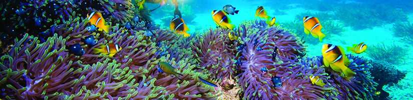 Marine Life
